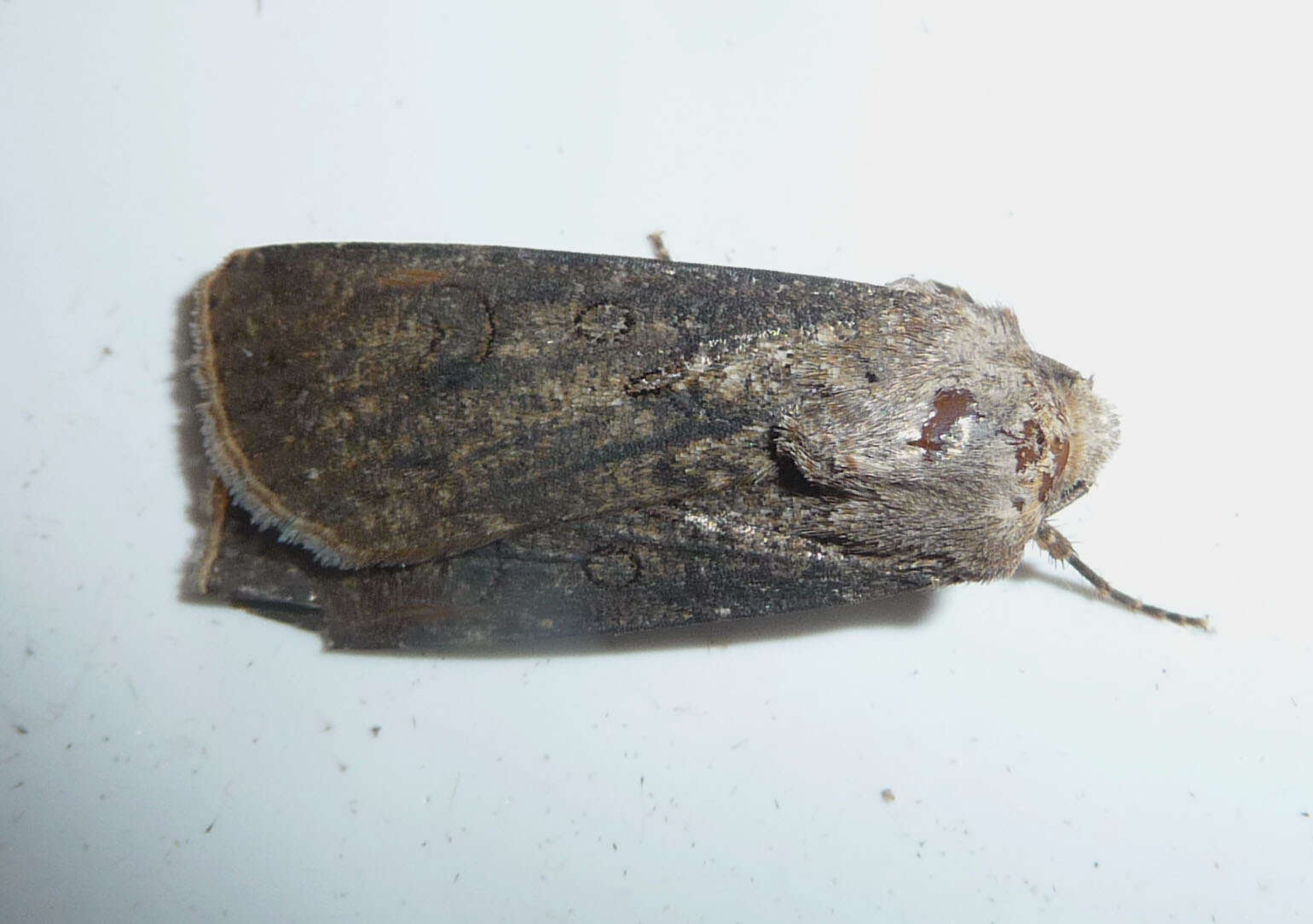 Image of turnip moth