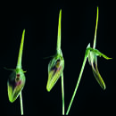 Image of Barbosella dolichorhiza Schltr.