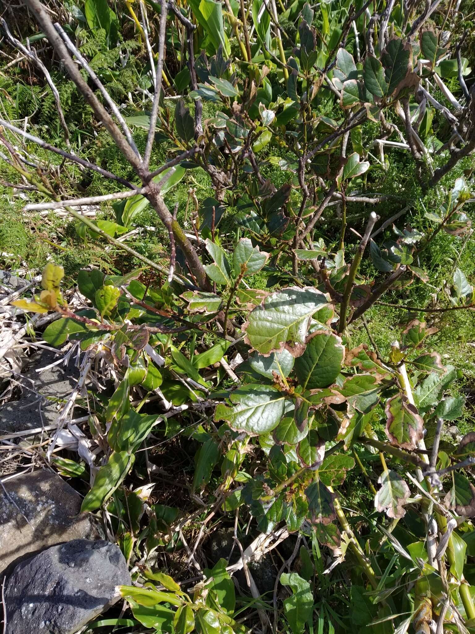 Image of Azores laurel