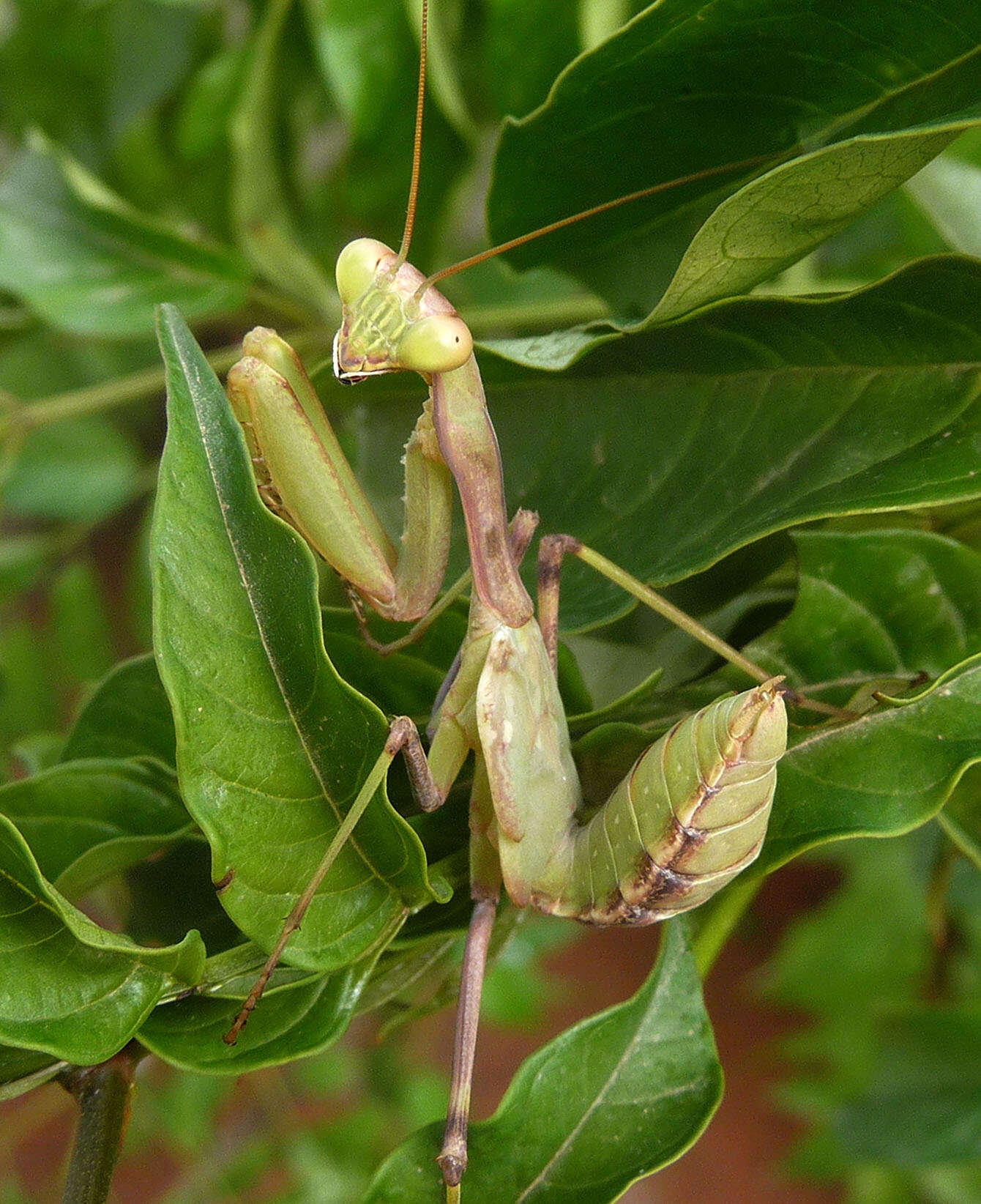 Image of African mantis