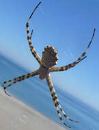 Image of Argiope lobata (Pallas 1772)