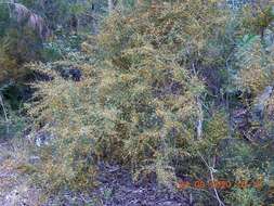 Image of Daviesia genistifolia Benth.