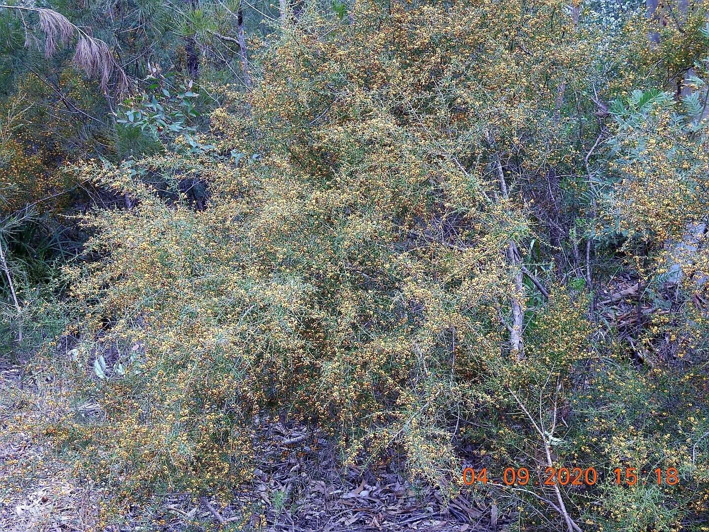 Image of Daviesia genistifolia Benth.