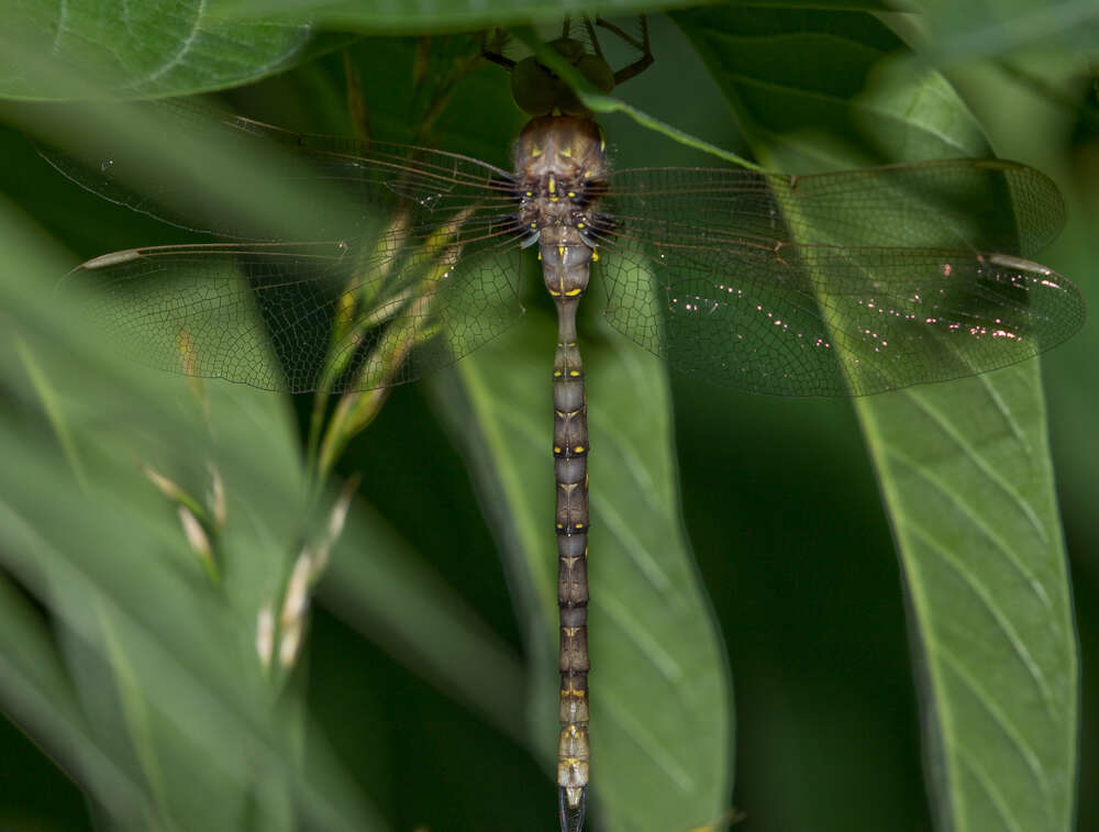 Image of Spotted Darners