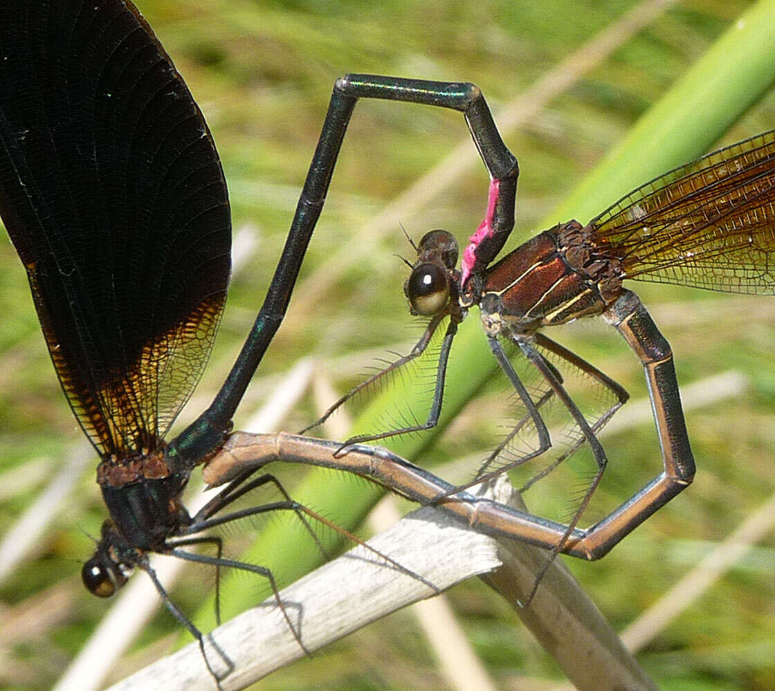 Image of Copper Demoiselle