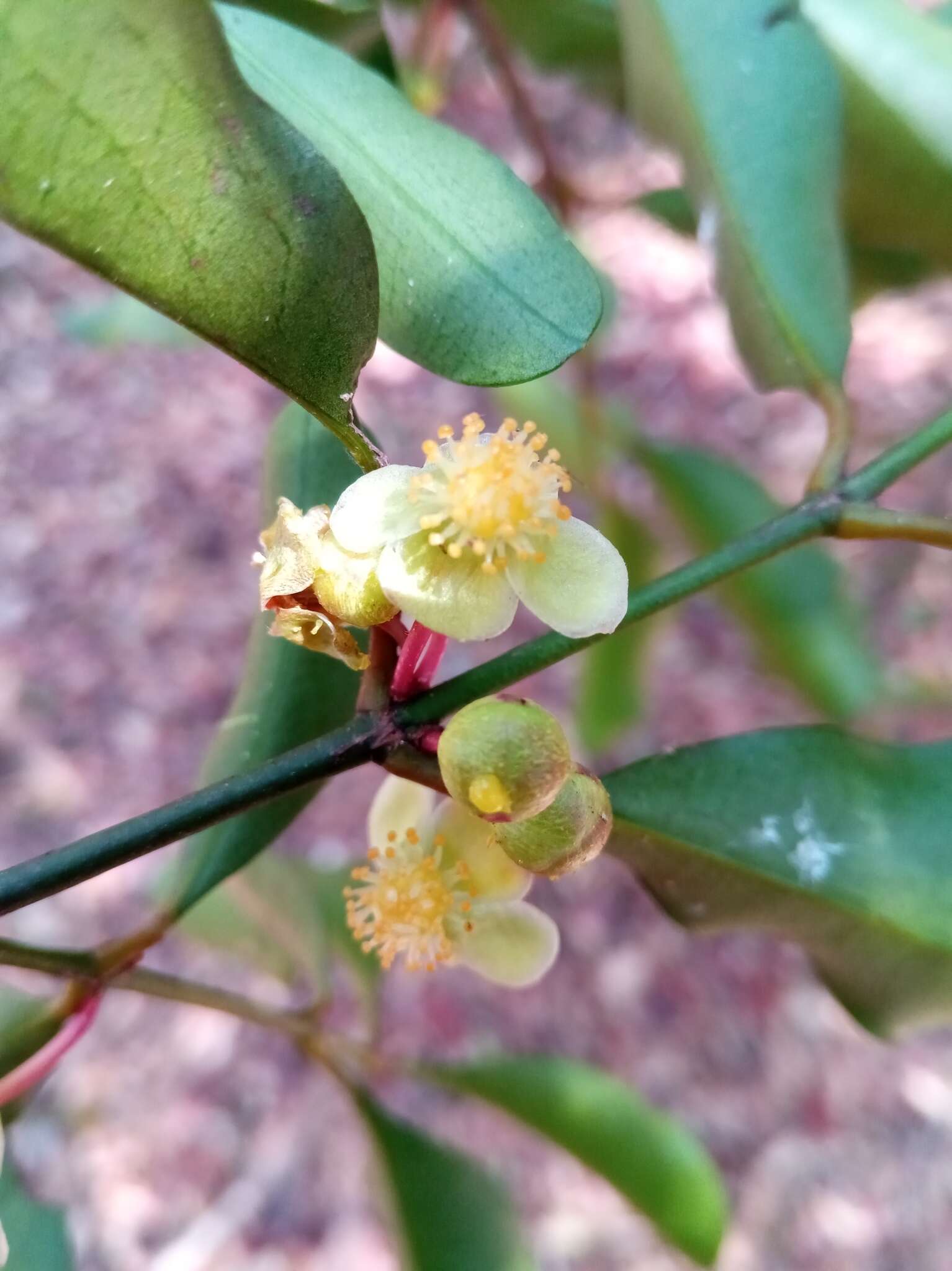 Garcinia calcicola (Jum. & H. Perrier) P. W. Sweeney & Z. S. Rogers resmi