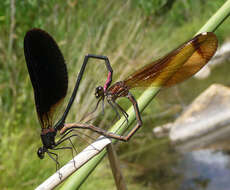 Image of Copper Demoiselle