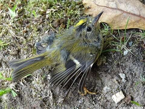 Image de Regulus regulus azoricus Seebohm 1883