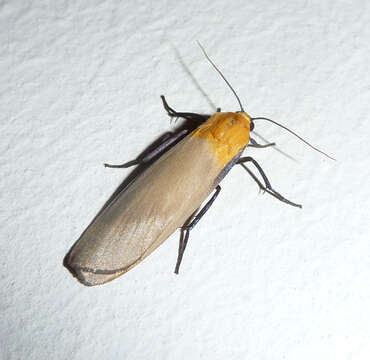 Image of four-spotted footman