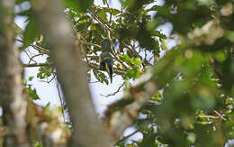 Image of Golden-collared Toucanet