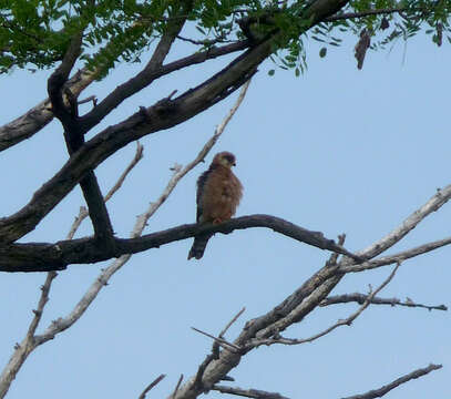 Image of Red-footed Falcon