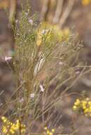 صورة Eremophila dempsteri F. Muell.