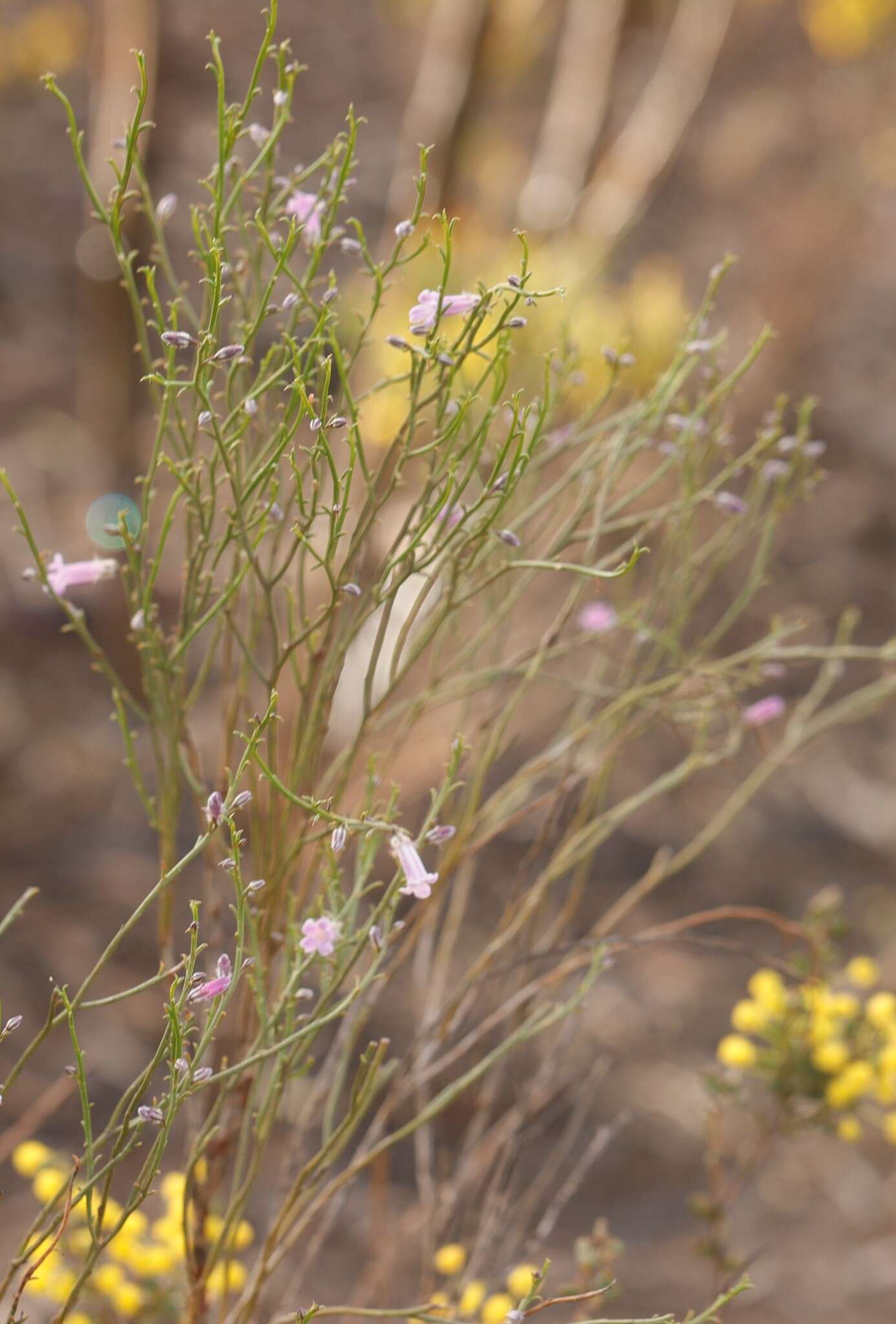 Image of Eremophila dempsteri F. Muell.