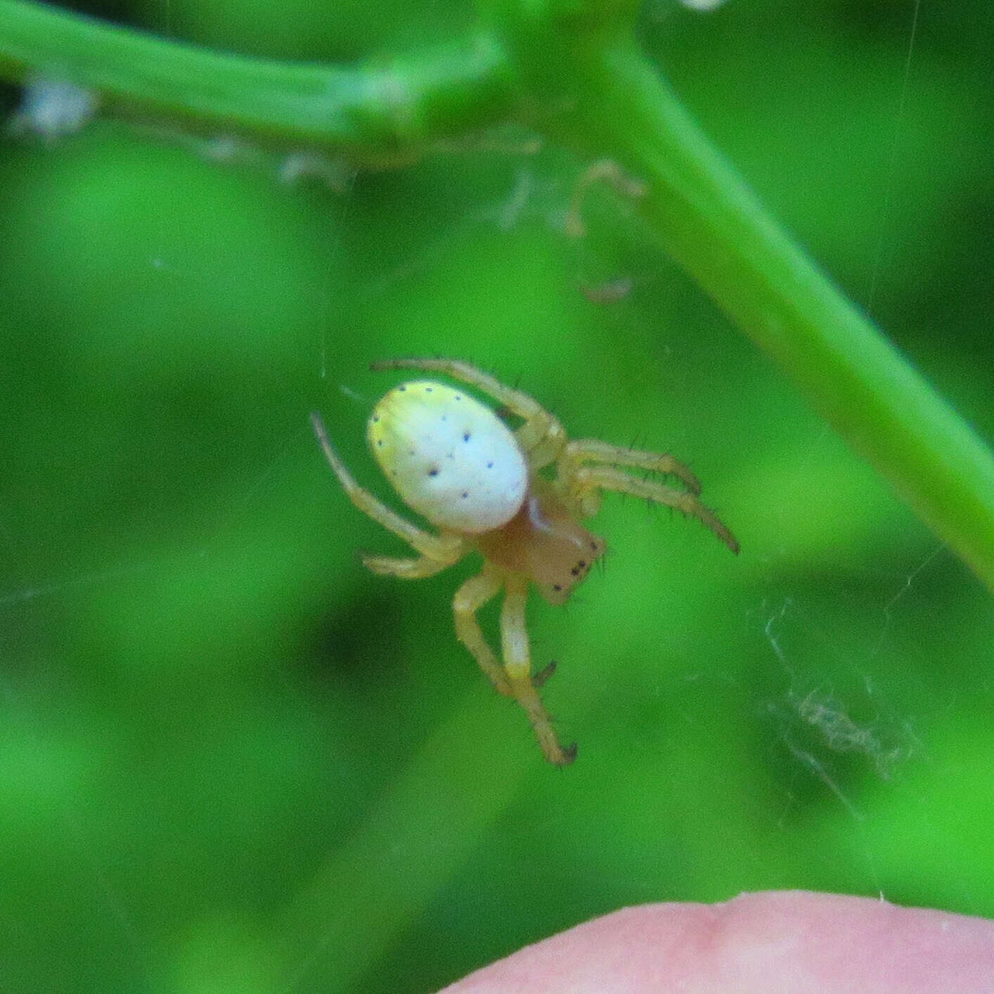 Image of Six-spotted Yellow Orbweaver