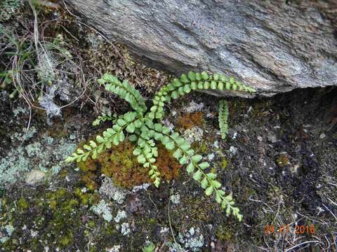 Plancia ëd Asplenium adulterinum Milde