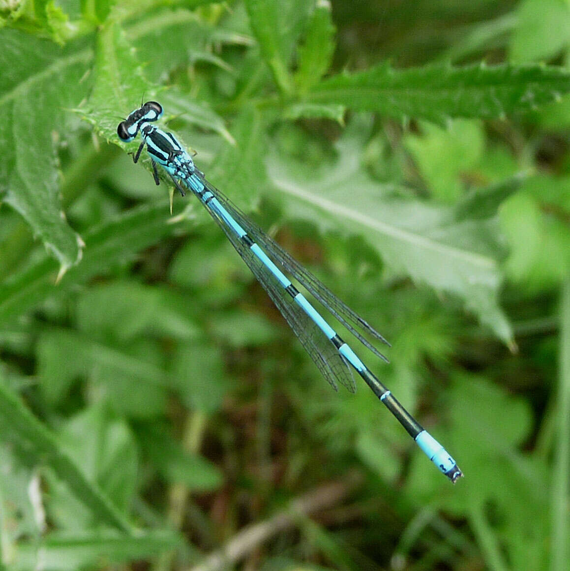 Image of Azure Bluet