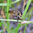 Image of Efferia prairiensis (Bromley 1934)