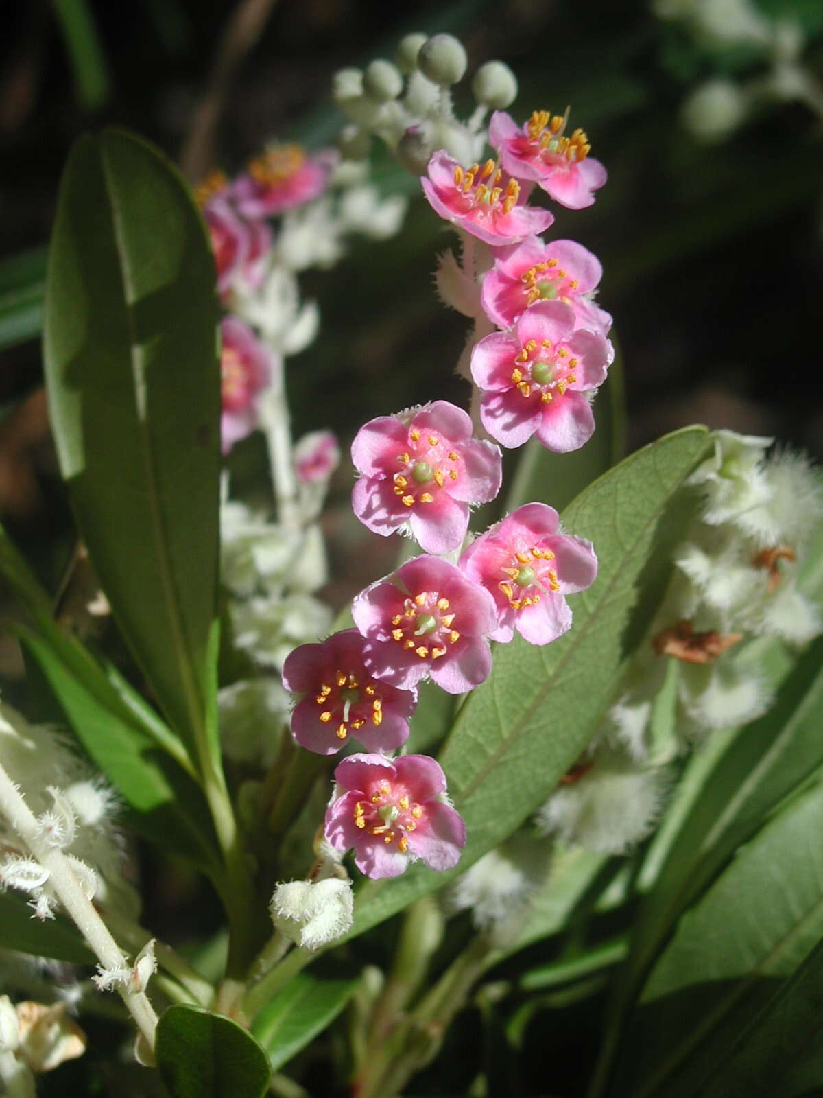 Image de Purdiaea belizensis (A. C. Sm. & Standl.) J. L. Thomas