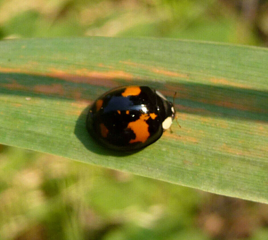 Plancia ëd Adalia bipunctata (Linnaeus 1758)