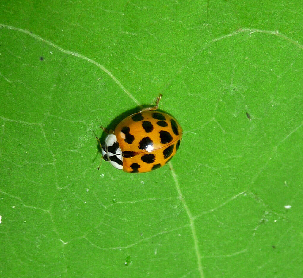 Image of Harmonia axyridis (Pallas 1773)