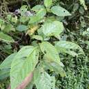 Imagem de Acalypha bisetosa Bertol. ex Spreng.