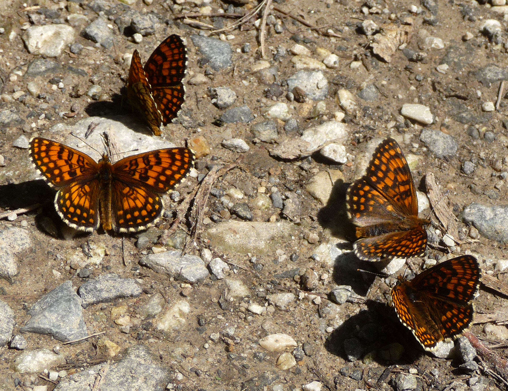 Image of Melitaea athalia