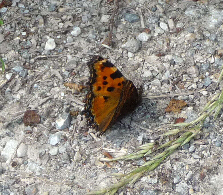 Nymphalis polychloros Linnaeus 1758 resmi