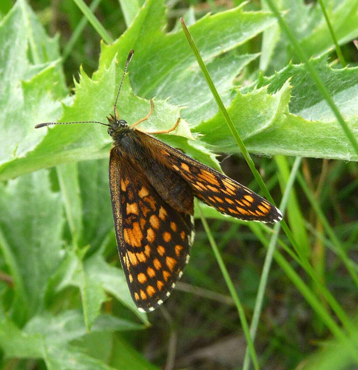 Image of Melitaea athalia