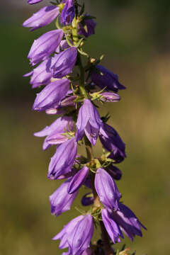 Imagem de Campanula bononiensis L.