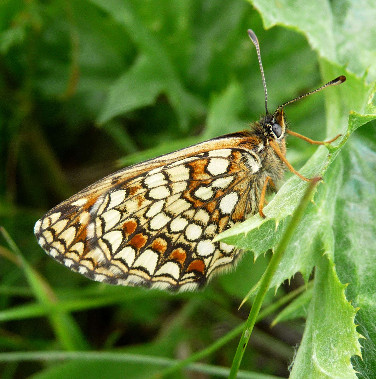 Image of Melitaea athalia