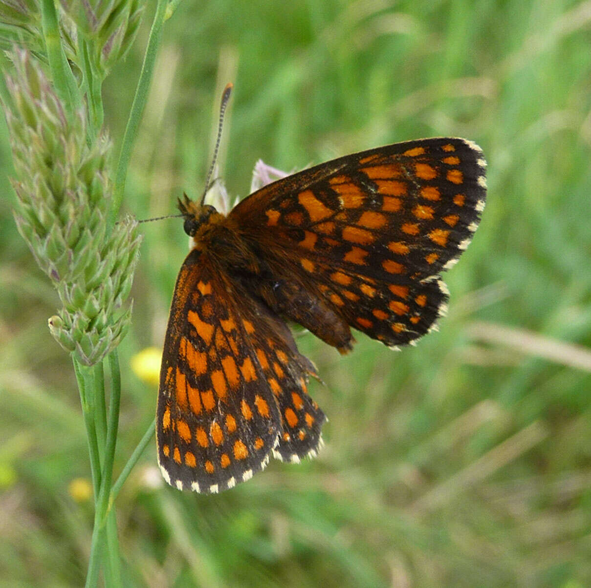 Image of Melitaea athalia