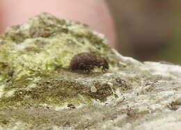 Image of Myosides