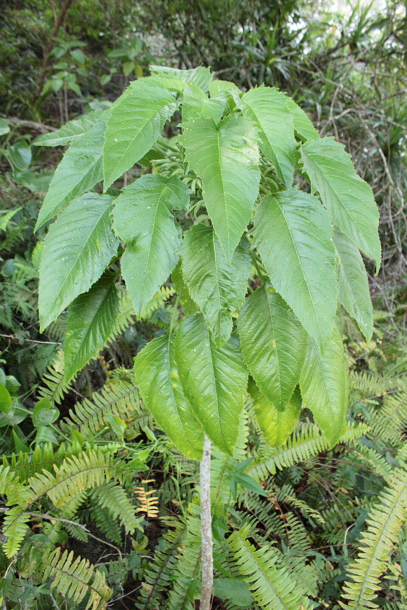 Image of Delissea waianaeensis Lammers