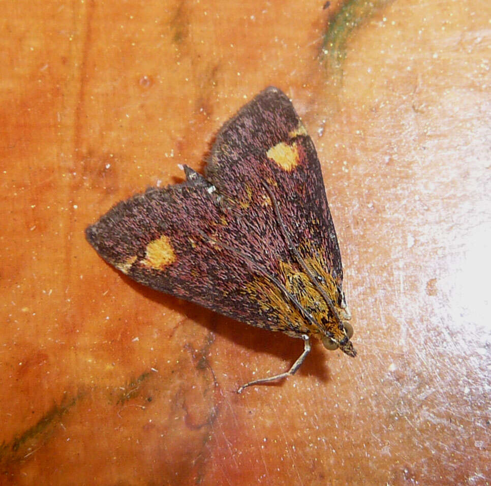 Image of Mint moth