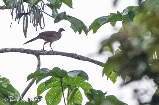 Image of Speckled Chachalaca