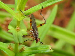 Image de Sepedomerus macropus (Walker 1849)