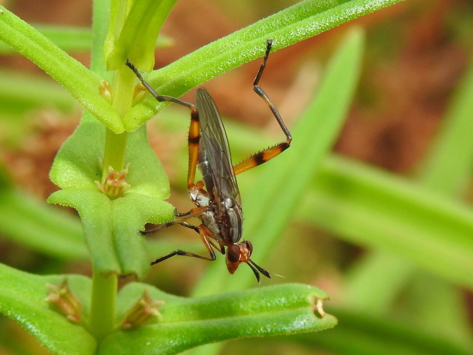 Sepedomerus macropus (Walker 1849) resmi