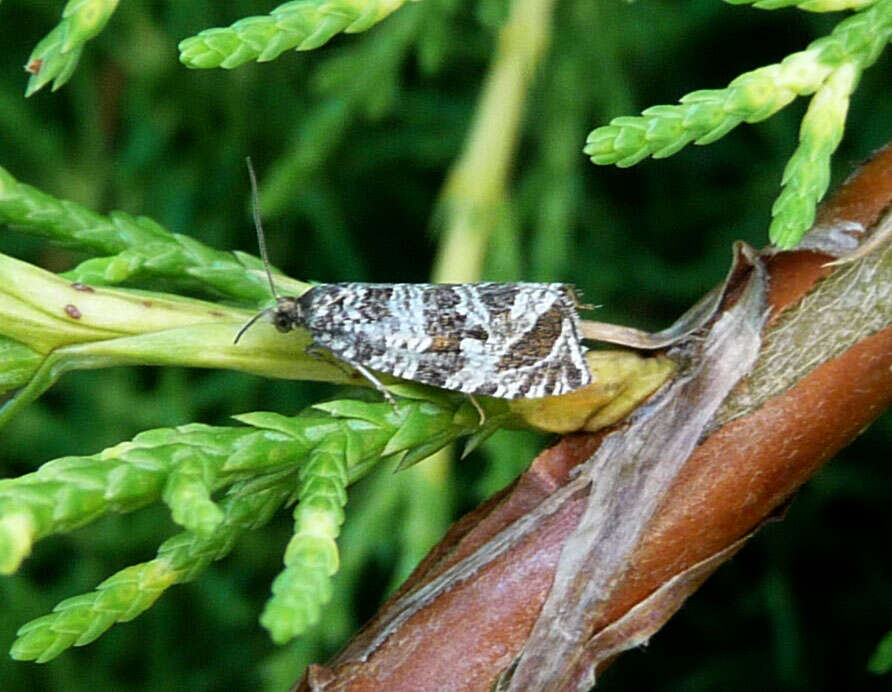 Image of Ancylis achatana Schiffermüller 1775