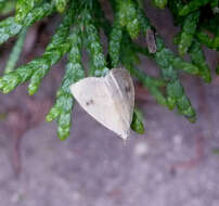 Image of straw dot