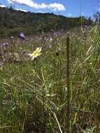 Image of woodland tidytips