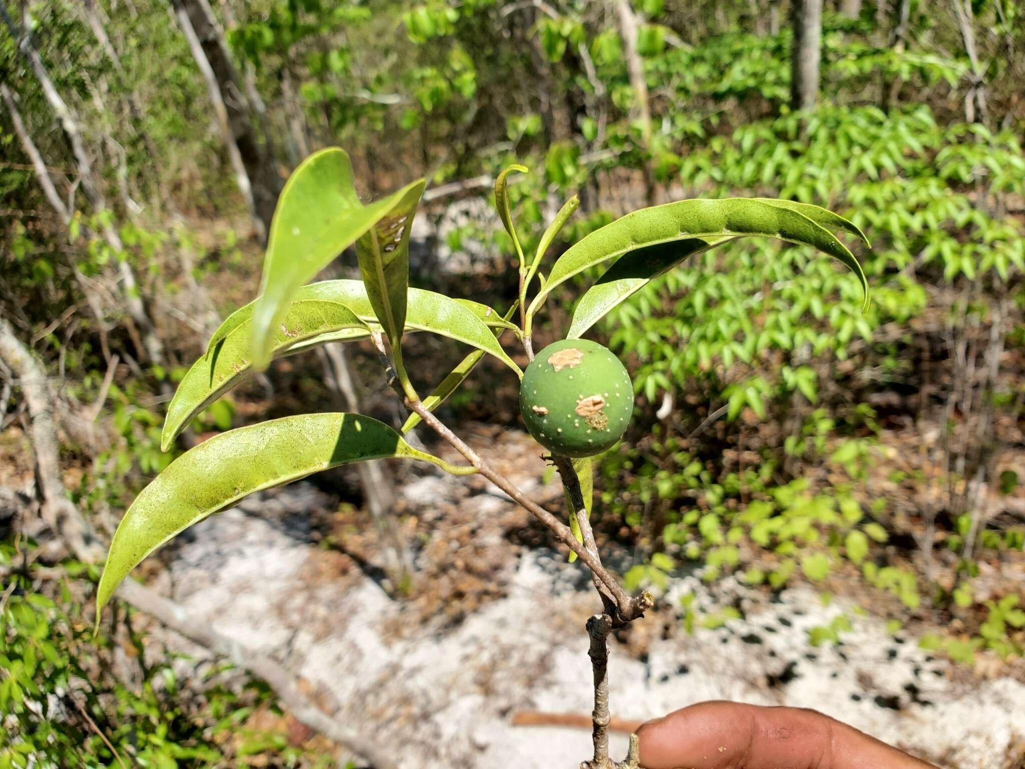 Image of Noronhia tropophylla (H. Perrier) Hong-Wa & Besnard