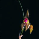 Image of Lepanthes excedens Ames & Correll