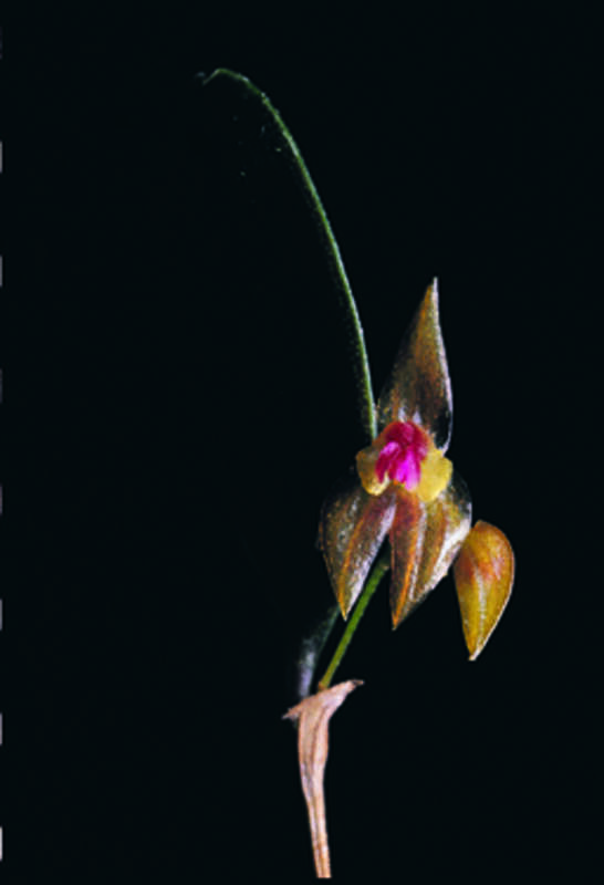 Image of Lepanthes excedens Ames & Correll