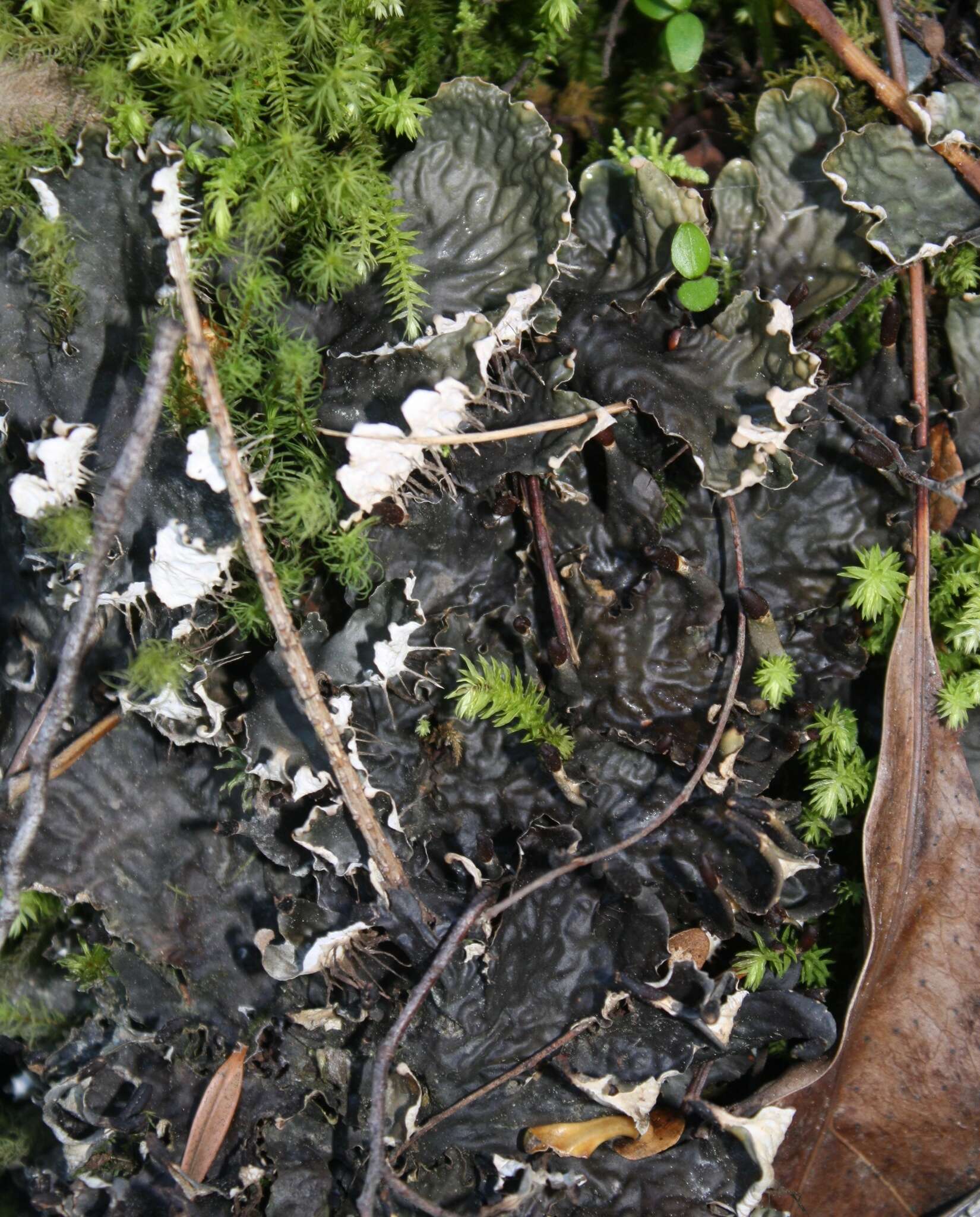 Image of Peltigera dolichorhiza (Nyl.) Nyl.