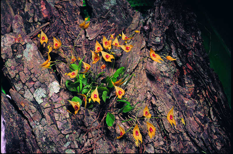 Image of Babyboot orchids