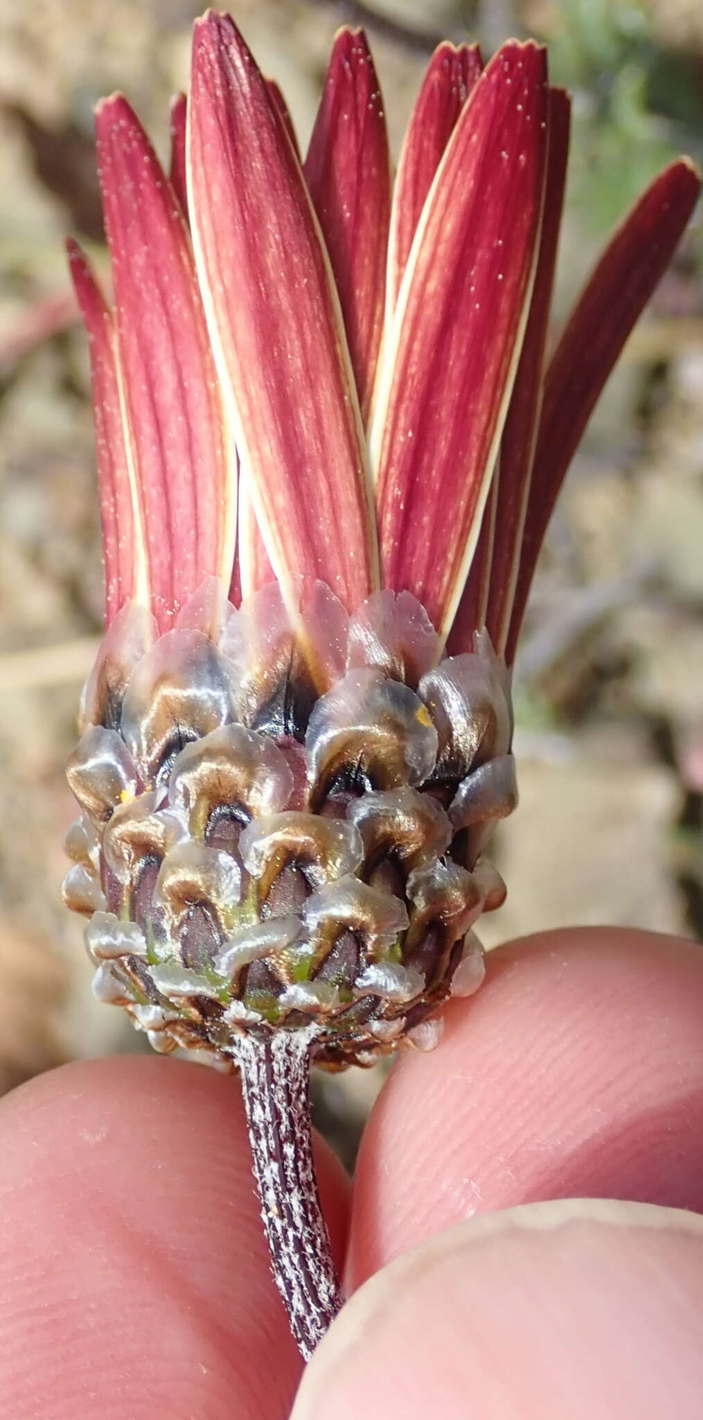 Ursinia pilifera (Berg.) Gaertn. resmi