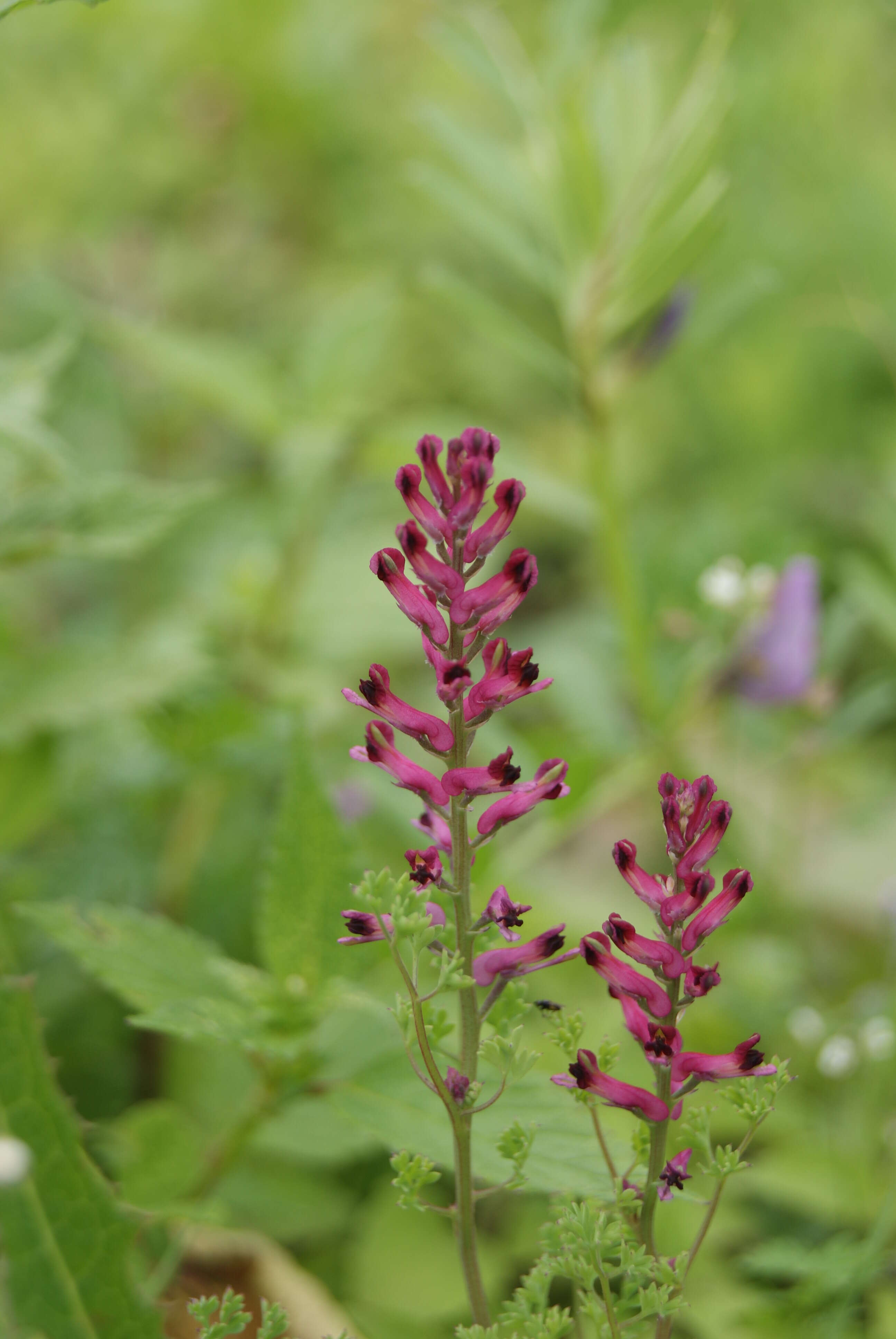 Plancia ëd Fumaria officinalis L.