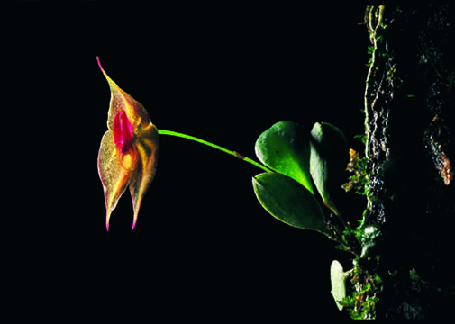 Image of Lepanthes johnsonii Ames