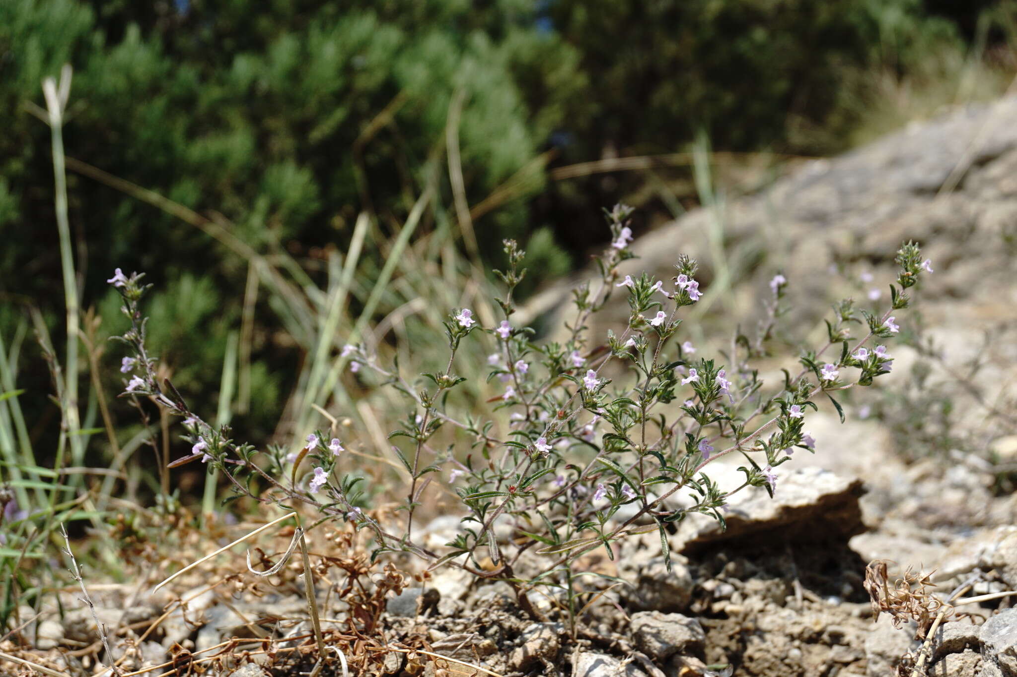 Image of summer savory