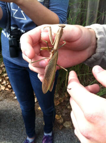 Image of Chinese mantis